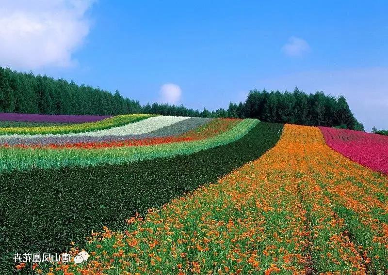 石家庄娱乐休闲开平花卉市场批发